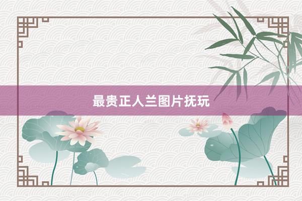 最贵正人兰图片抚玩